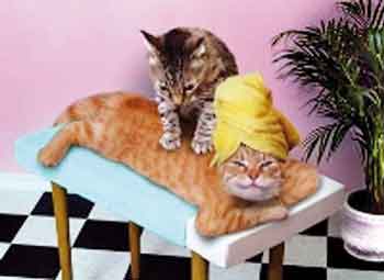 massage cats